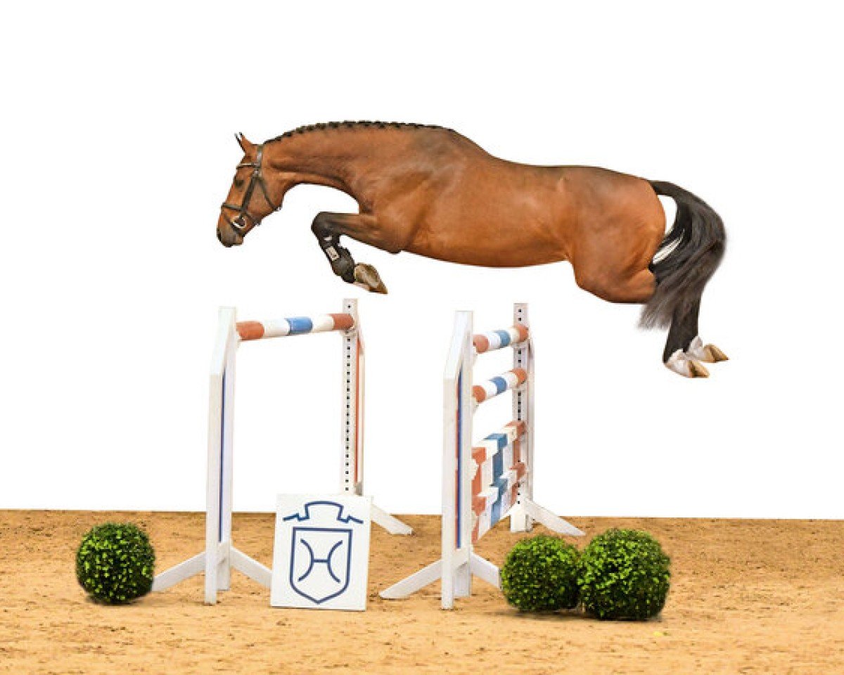 Deckhengst Zuccarello (Holsteiner, 2019, von Zuccero Hv)