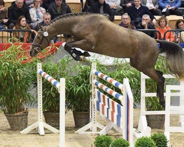 Pferd Vidalgo (Holsteiner, 2020, von Von Holstein)