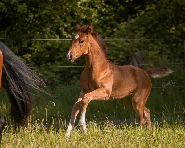 foal by Vinkels Freundin JS (Westphalian, 2025, from Vjento)