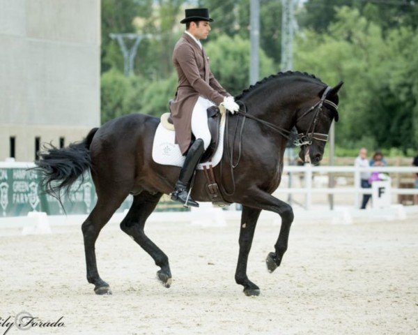 dressage horse Kafu III (unknown, 2007)
