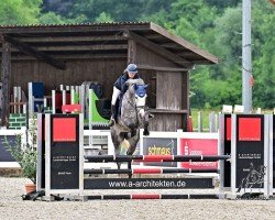 Pferd Mica 9 (Holsteiner, 2020, von Million Dollar)