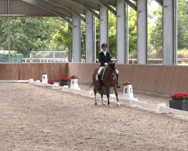 Reitturnier Langenfeld 2025