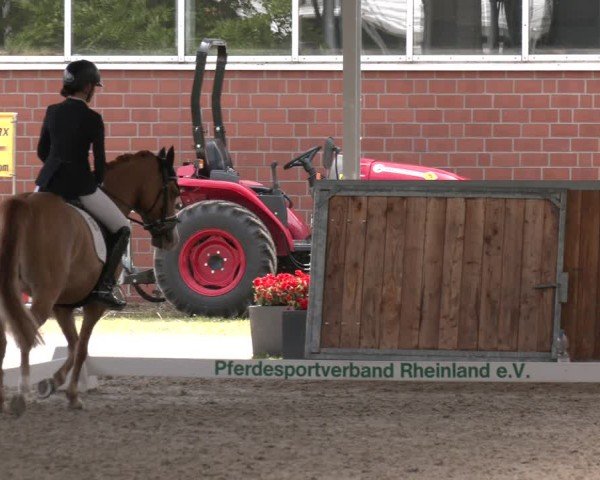 Reitturnier Langenfeld 2025