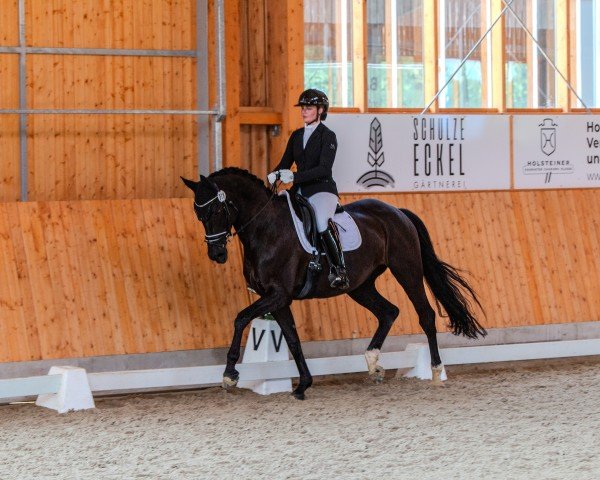 Zuchtstute Baila's Bently (Trakehner, 2014, von All Inclusive)