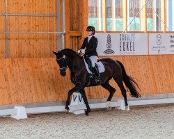 Zuchtstute Baila's Bently (Trakehner, 2014, von All Inclusive)