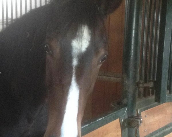 dressage horse Valverde’s dream of mine (Hanoverian, 2020, from Valverde NRW)