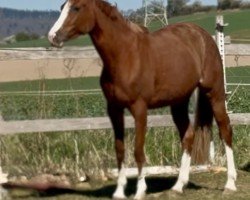 broodmare Fräulein Pleasure KW (Oldenburg show jumper, 2021, from Diaron OLD)