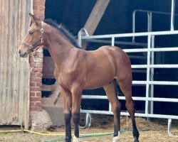 foal by Contiron blue KW (Westphalian, 2025, from Continental Blue)