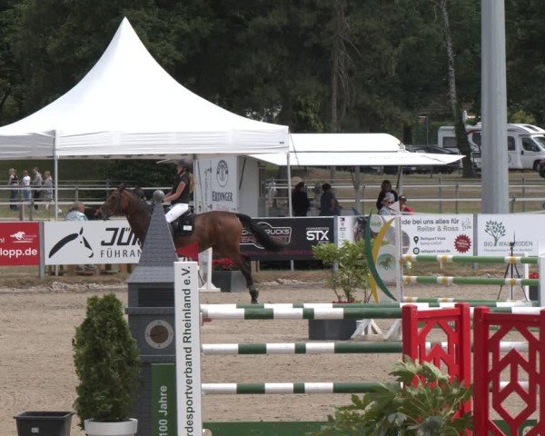 Reitturnier Langenfeld 2025
