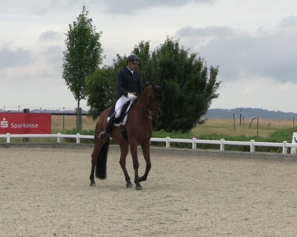 Reitturnier Dresden Gompitz 2025