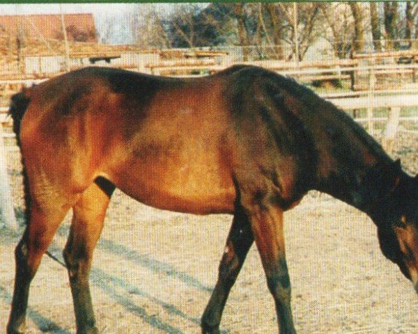 Pferd Little Lady (Anglo-Karatschaever / Anglo-Kabardiner, 1995, von Ladero)