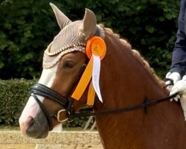 horse General Grievous (German Riding Pony, 2022, from Gipfelstürmer)