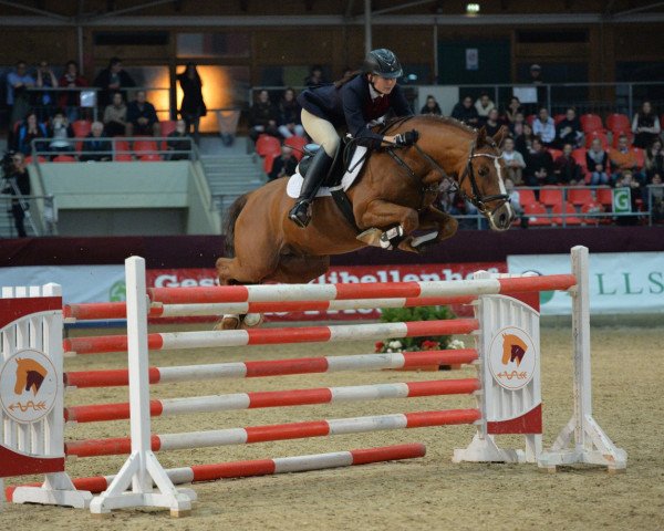 stallion Quaterback's Junior (German Riding Pony, 2008, from Quaterback)