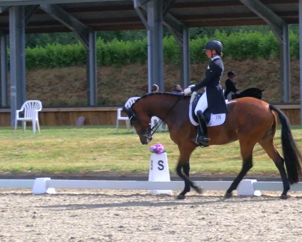 Reitturnier Langenfeld 2025