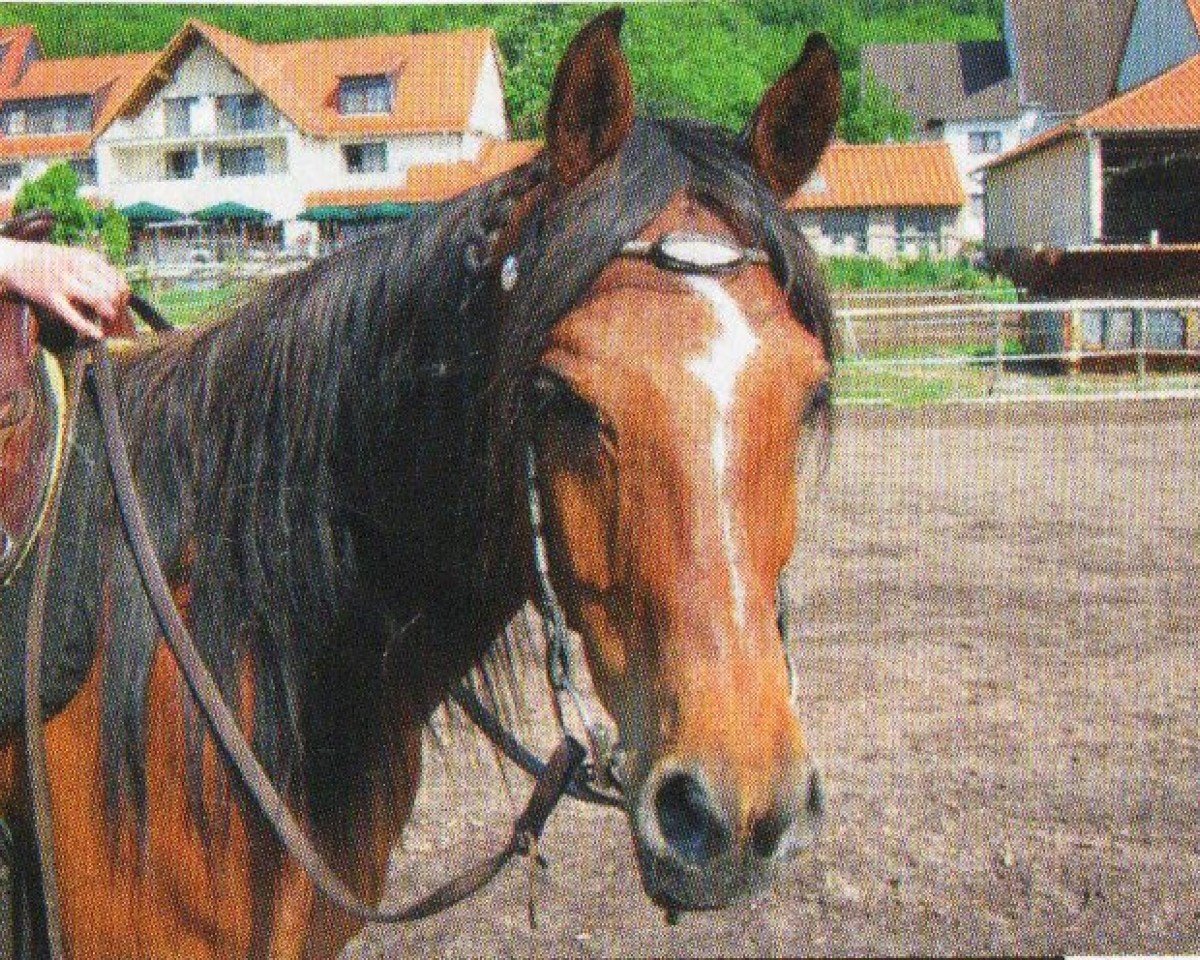 horse Kim (Arabian, 2003, from Madai EAO)