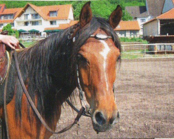 horse Kim (Arabian, 2003, from Madai EAO)