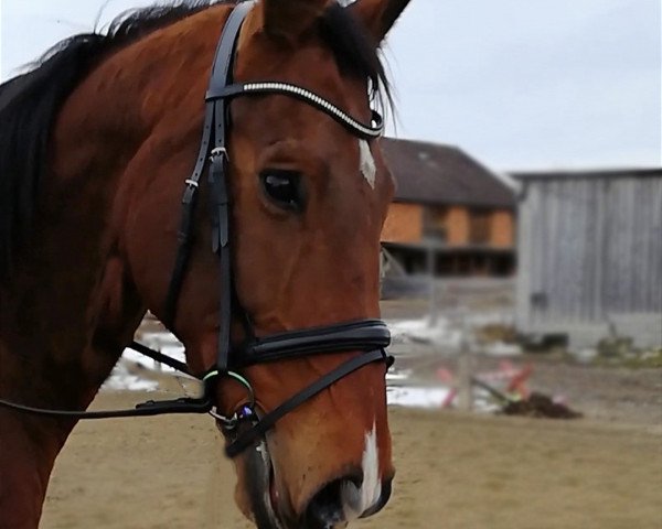 Springpferd Cantor (Österreichisches Warmblut, 2005) Springpferd Cantor (Österreichisches Warmblut, 2005)