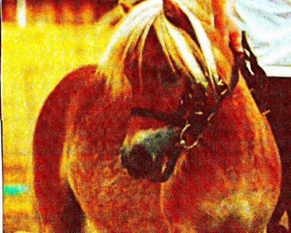 broodmare Lolita of Chestnut Stable (Shetland Pony, 1969, from Giant of Chestnut Stable)
