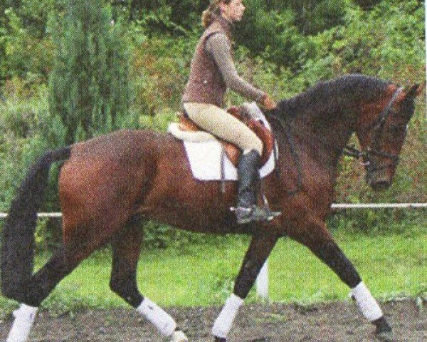horse Black Beauty (KWPN (Royal Dutch Sporthorse), 2006, from Pacific)