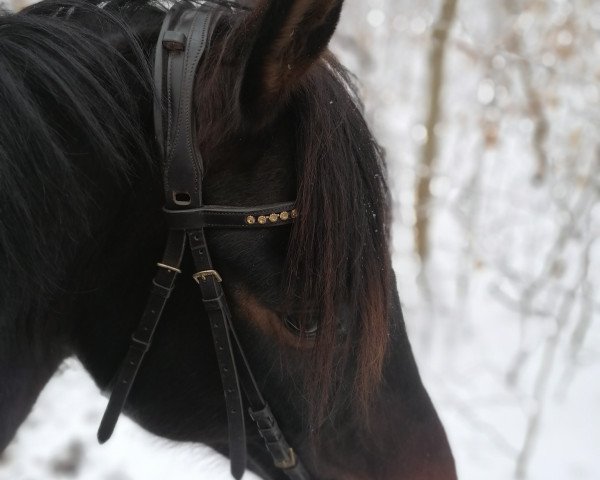 horse Vismary (Hanoverian, 2013, from Viscount 22)