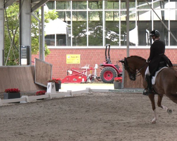 Reitturnier Langenfeld 2025
