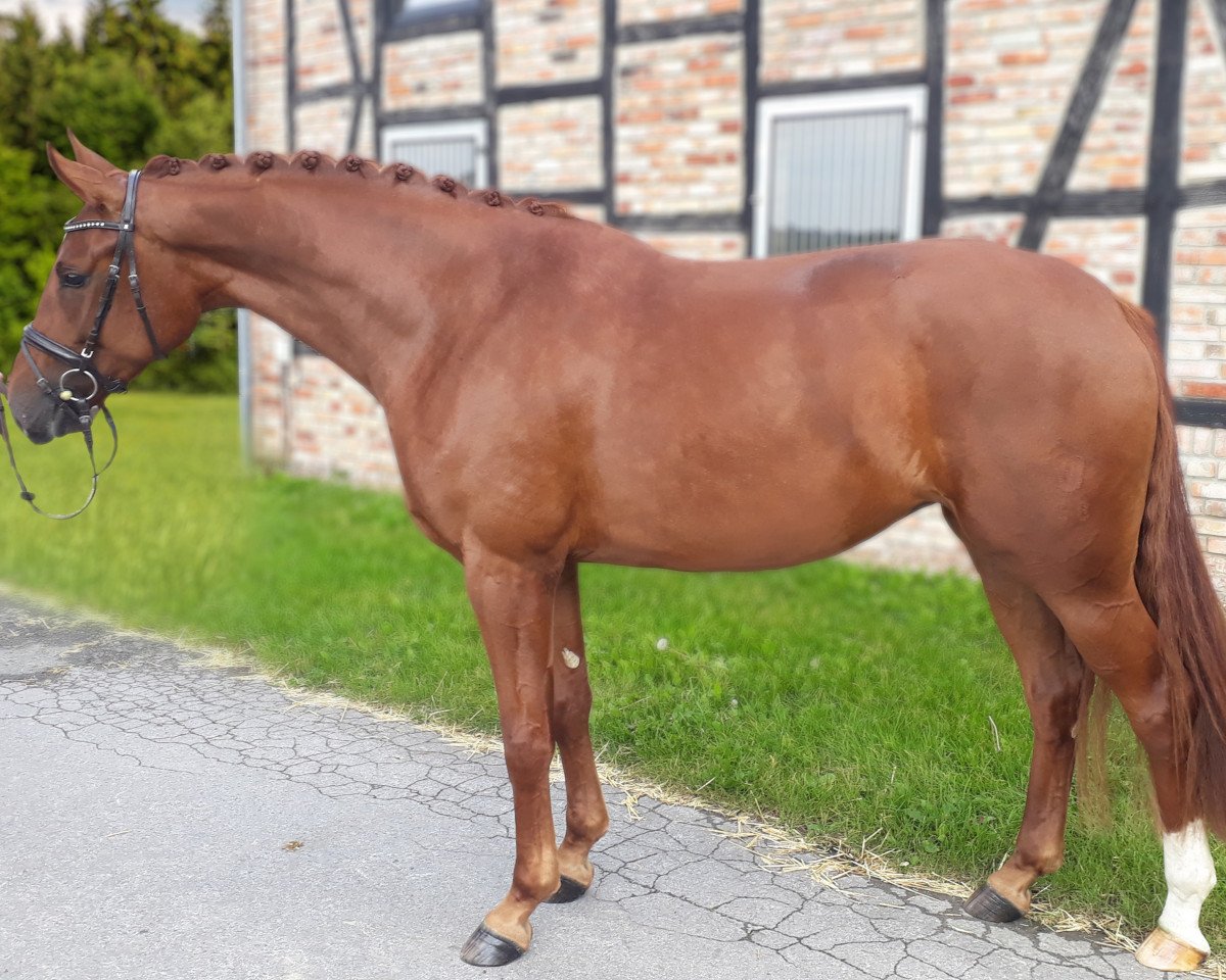 broodmare Funkenmarie (Westphalian, 2017, from For Romance I)