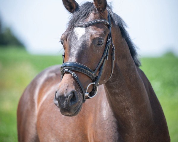 Pferd Zartbitter V (Hannoveraner, 2021, von Zambesi TN)