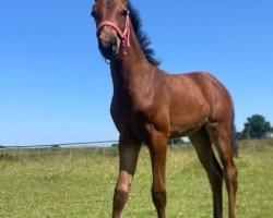 foal by Valentina Rose (Westphalian, 2025, from Velvedere)