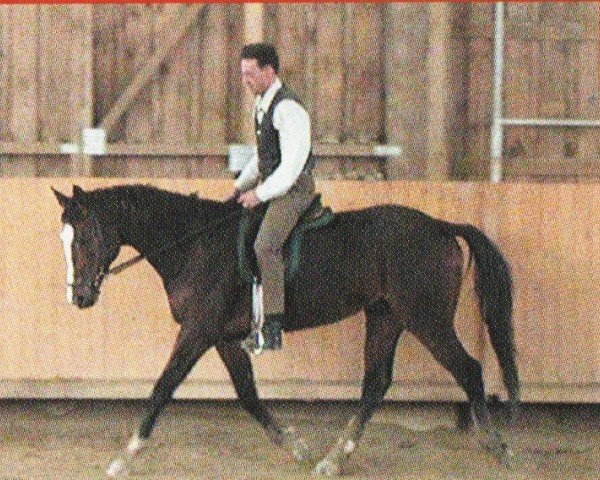 horse Indio 60 (Trakehner, 1996, from Seewind DH 369)