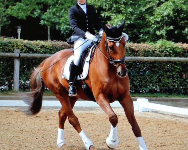 dressage horse Donisl 5 (German Warmblood, 2004, from Dunhill)