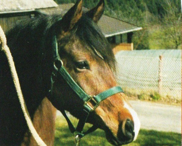 horse Najib (Arabian, 1994, from Nizaar ox)