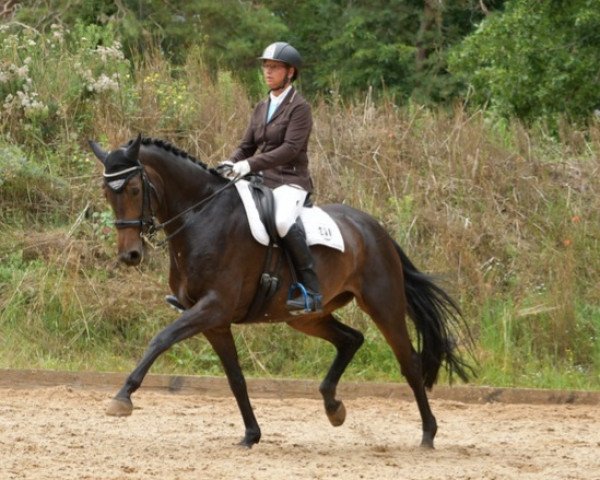 Zuchtstute Romana 235 (Hannoveraner, 2012, von Blue Hors Romanov)