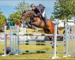 Springpferd Upgrade 9 (Holsteiner, 2018, von Unlimited)