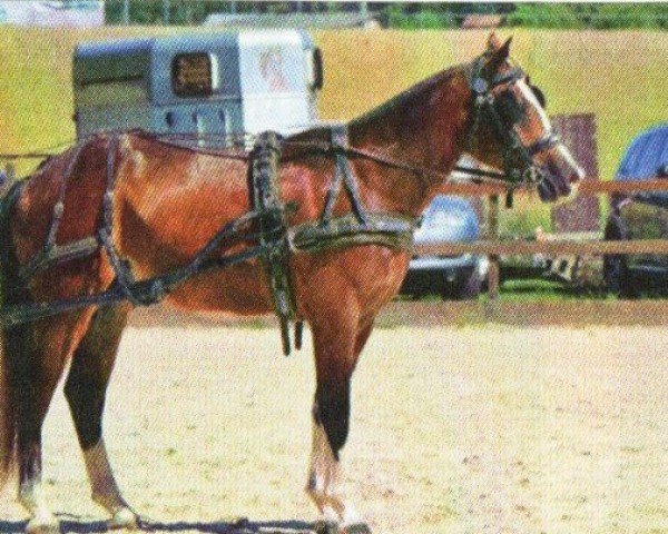 horse Esprit (Freiberger, 2017, from Ethan)