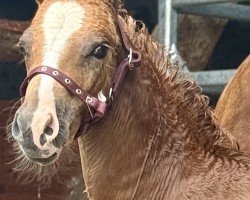 foal by Der Dieter KW (German Riding Pony, 2025, from Diamond Touch NRW)