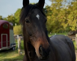 Springpferd Apollo von Marlow (Mecklenburger, 2017, von Ogatonango)