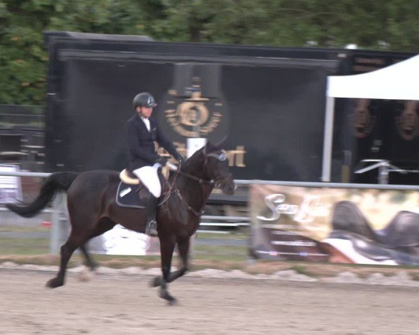 Reitturnier Langenfeld 2025
