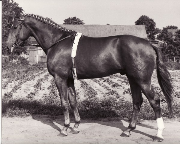 Deckhengst Humbert 2560 (Trakehner, 1968, von Altgesell Il Mo 1161)