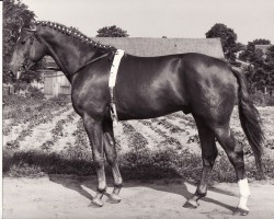 stallion Humbert 2560 (Trakehner, 1968, from Altgesell Il Mo 1161)