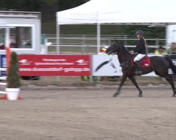 Reitturnier Langenfeld 2025