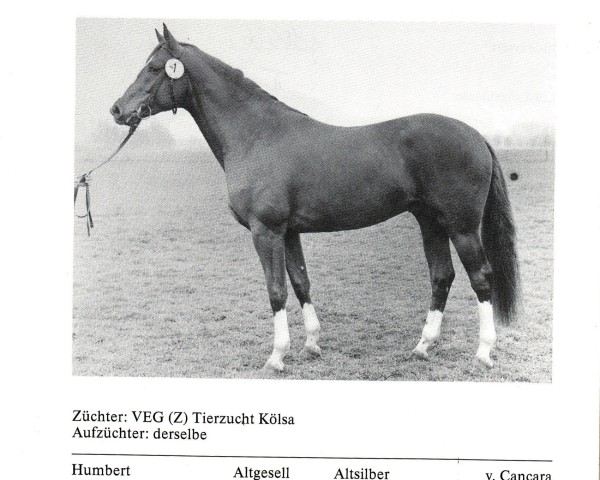Pferd Adrian (unbekannt, 1986, von Humbert 2560)