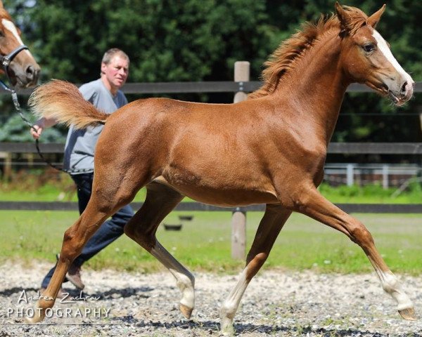 broodmare Bailey´s AS (German Riding Pony, 2017, from The Braes My Mobility) broodmare Bailey´s AS (German Riding Pony, 2017, from The Braes My Mobility)