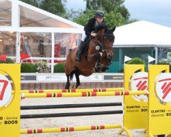 Springpferd Upgrade 12 (Holsteiner, 2020, von United Touch S)