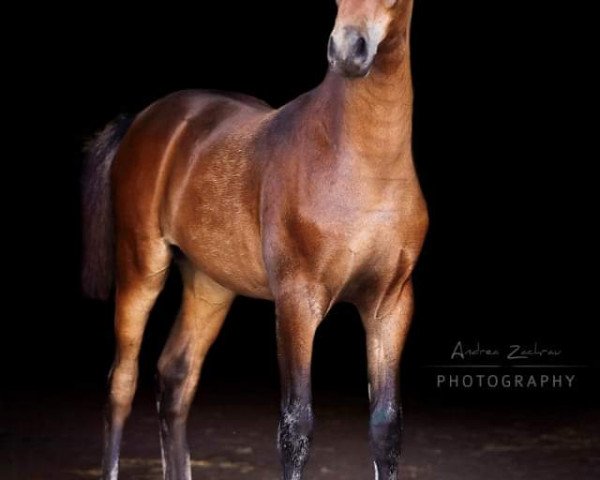 horse Cool Emotion AS (German Riding Pony, 2019, from Venustas Cool Edition)
