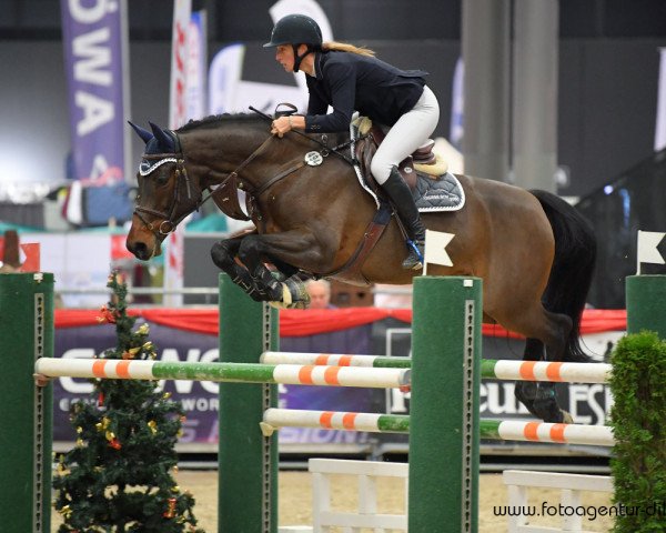 Zuchtstute Horse Gym's Chillie Girl (Deutsches Sportpferd, 2011, von Cielito Lindo 2)