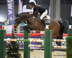broodmare Horse Gym's Chillie Girl (German Sport Horse, 2011, from Cielito Lindo 2)