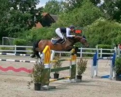 broodmare Horse Gym's Cornada (Bavarian, 2011, from Cornado NRW)