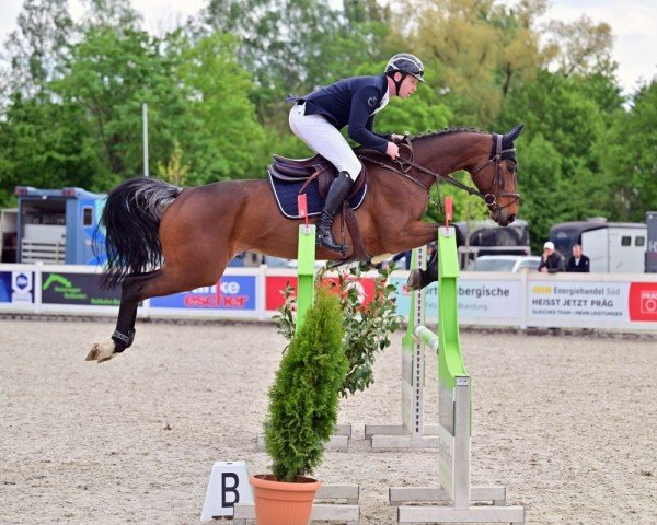 Springpferd Cayenne 272 (Deutsches Sportpferd, 2019)