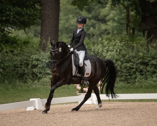 dressage horse King in Black D (German Riding Pony, 2018, from King Bjuti) dressage horse King in Black D (German Riding Pony, 2018, from King Bjuti)