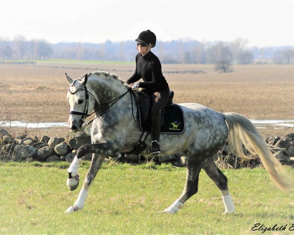 Deckhengst Belami 247 FIN (Deutsches Sportpferd, 2013, von Belantis)